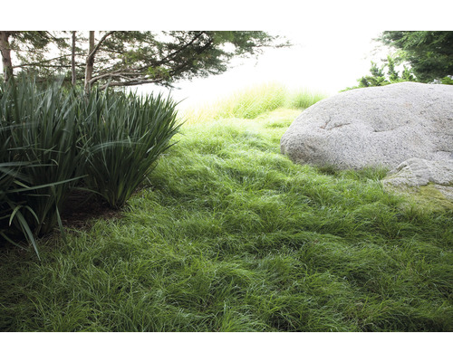 Szene mit Ziergräsern und großem Felsbrocken im Garten