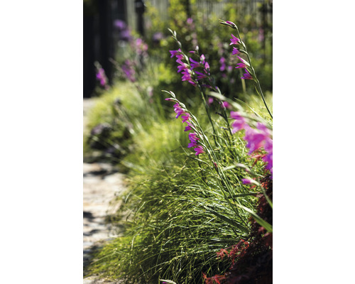 Gartenweg mit Gras und lila Gladiolen