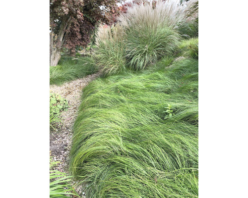 Gartenszene mit Ziergräsern und einem Kiesweg.