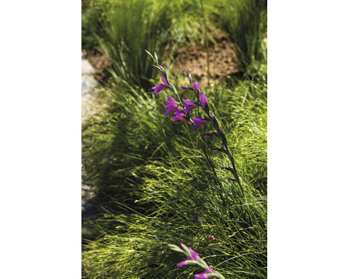 Violette Gladiole im Grasgarten