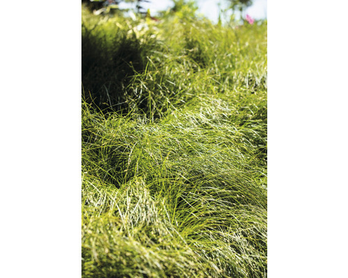 Nahaufnahme von Ziergras im Garten