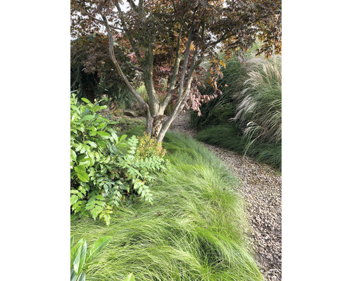Gartenlandschaft mit Bäumen, Ziergräsern und Kiesweg