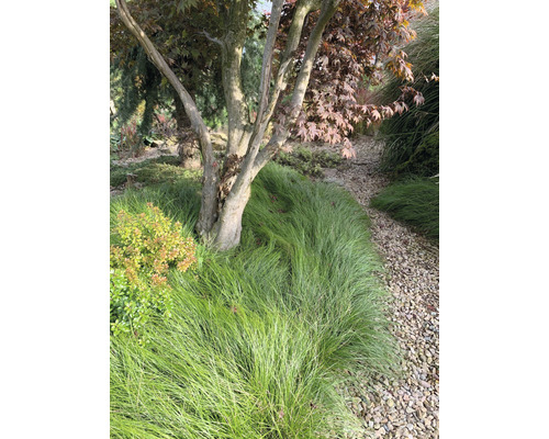 Garten mit japanischem Ahorn und Ziergras