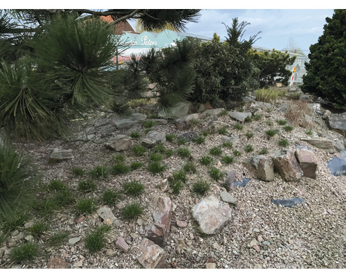 Gartenszene mit Steinen, Kies und verschiedenen Pflanzen