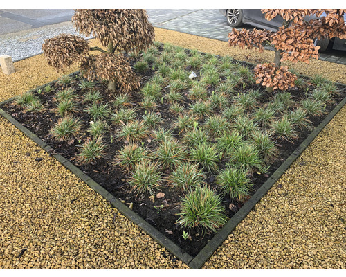 Quadratisches Blumenbeet mit Zierpflanzen und Kiesumrandung