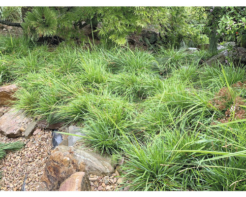 Szene eines japanischen Waldgrasbeetes im Garten