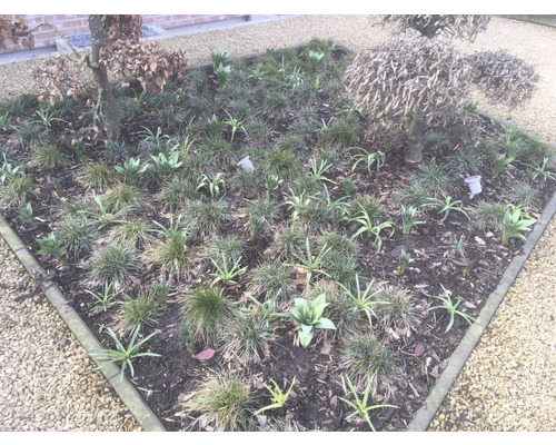 Quadratisches Blumenbeet mit Pflanzen und Bäumen in einem Garten.