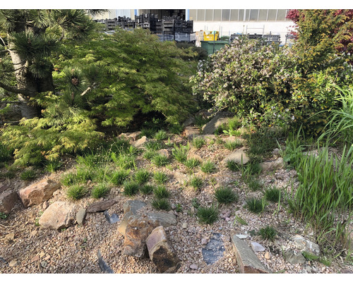 Szene eines Gartens mit verschiedenen Pflanzen und Steinen