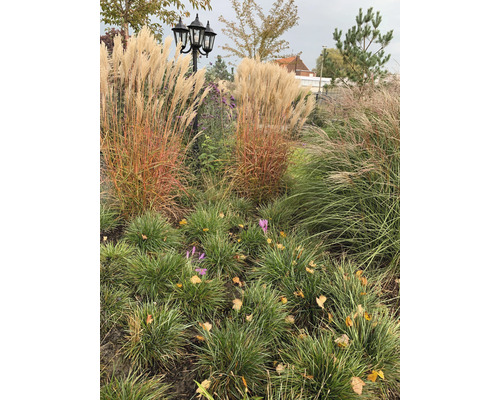 Dekorative Gartenlandschaft mit Ziergräsern und einer klassischen Laterne.