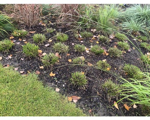 Gros plan d''une pelouse avec des graminées ornementales et des feuilles d''automne.
