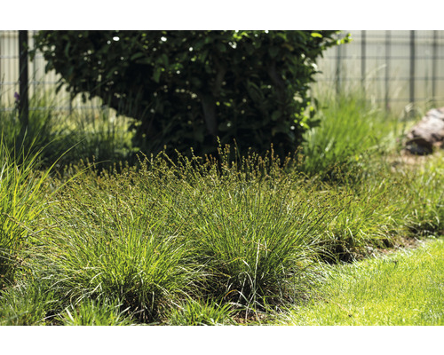 Herbes dans le jardin