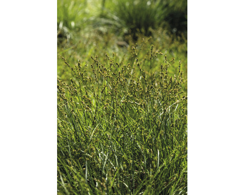 Touffes d''herbe verte dans le jardin
