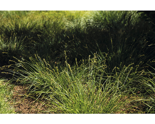 Touffes de graminées ornementales dans le jardin