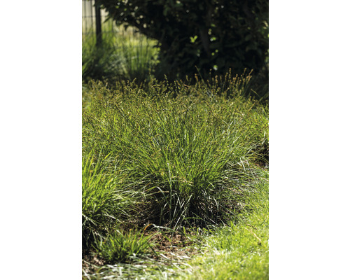 Touffes d''herbe dans le jardin