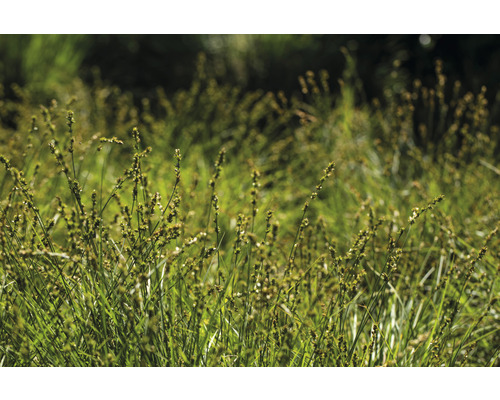 Gros plan sur une pelouse avec des touffes d''herbe