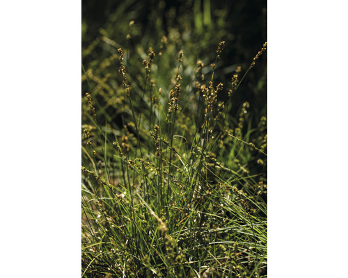 Gros plan d''une pelouse avec des graminées en fleurs