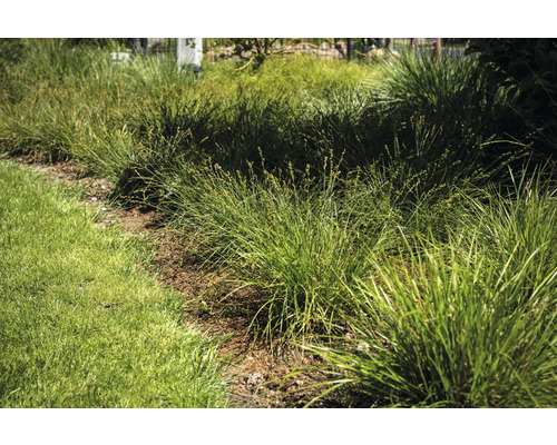 Touffes d''herbe dans le jardin