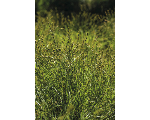 Champ de carex cespiteux