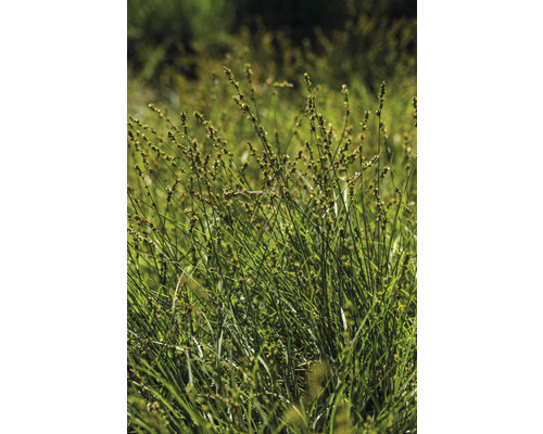 Touffe de carex dans le jardin