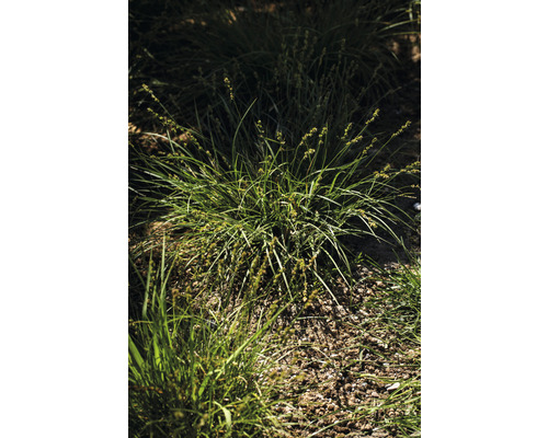 Touffes de carex dans une plate-bande