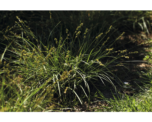 Touffes d''herbe dans le jardin