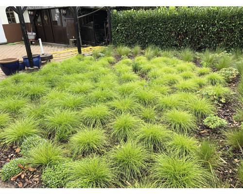 Jardin avec touffes d''herbe et plantes