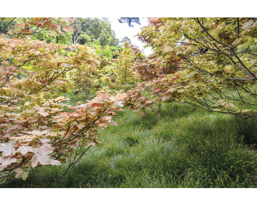 Scène avec des érables et de l''herbe dans un pré