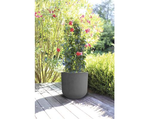 Pflanzgefäss mit blühender Pflanze auf einer Holzterrasse