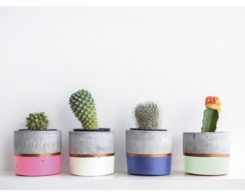 Reihe von Sukkulenten in bemalten Zementtöpfen