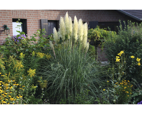 Herbe de la pampa 'Senior' FloraSelf Cortaderia selloana 'Senior' h 20-120 cm Co 3 l