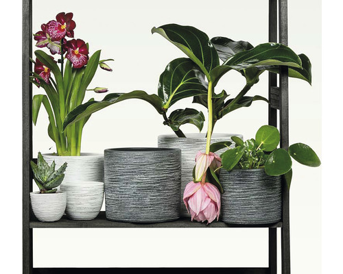 Étagère avec différentes plantes d''intérieur dans des pots structurés