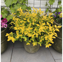 Troène doré en pot sur terrasse