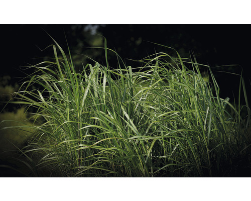 Chinaschilf im Garten