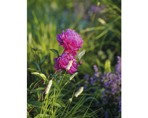 Gros plan d''une pivoine rose dans le jardin
