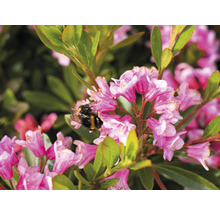 Nahaufnahme einer Hummel auf Rhododendronblüten.