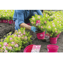 Gärtner pflanzt Rhododendron aus Topf in den Boden
