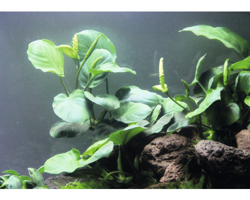 Aquariumpflanze mit grünen Blättern und weißen Blütenständen