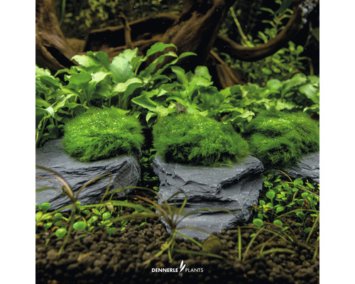 Aquariumpflanzen auf Schiefersteinen für die Dekoration eines Aquariums