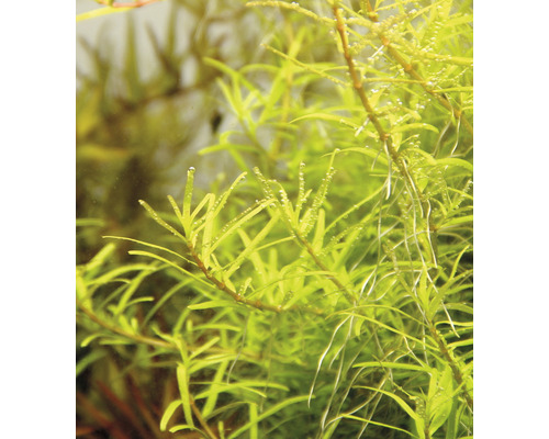 Aquarienpflanze im Detail