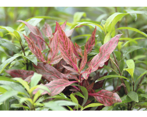 Plante aux feuilles remarquables