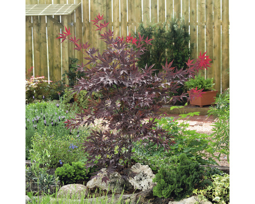 Érable japonais dans un parterre de jardin