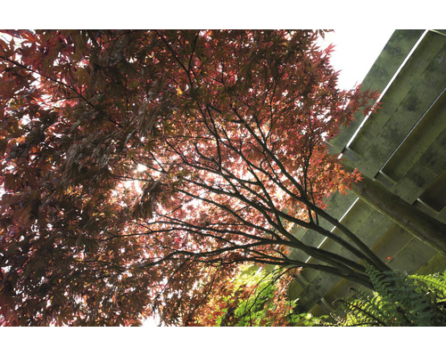Érable aux feuilles rouges et structure en bois en arrière-plan