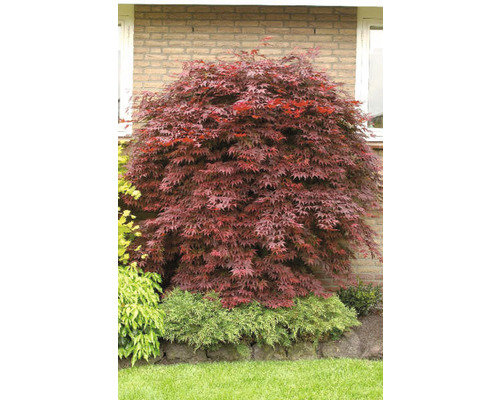 Érable japonais dans le jardin