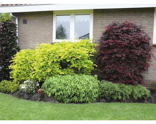 Jardin avec différents arbustes d''ornement et couvre-sols devant un mur de maison