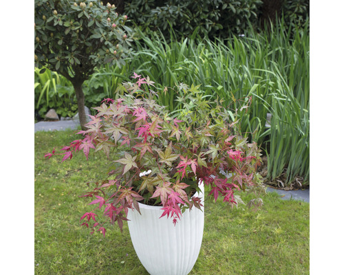 Érable japonais dans un pot de fleurs blanc sur une pelouse