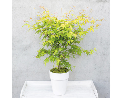 Érable japonais en pot