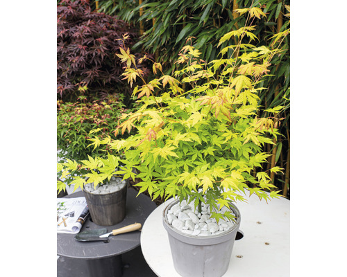 Érable japonais en pot recouvert de gravier