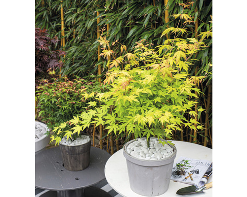 Érable japonais en pot avec des pierres blanches comme décoration