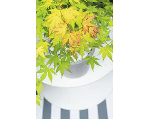 Érable japonais en pot sur une table