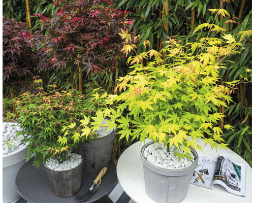 Trois plants d''érable en pot sur des tables dans le jardin.